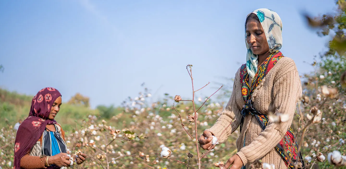 Organic Cotton Accelerator