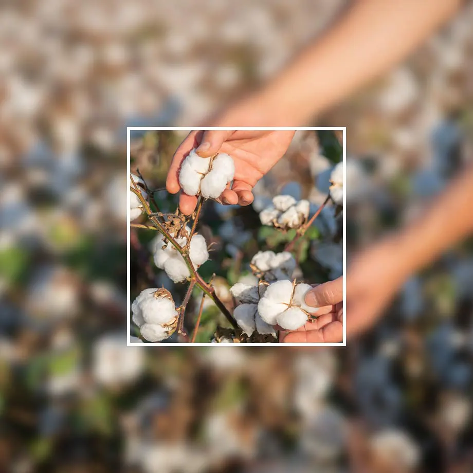 Bez genetickej modifikácie